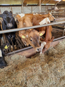 Nieuwe oogst van aardappelen bij Boerderijwinkel Lensink in aantocht.